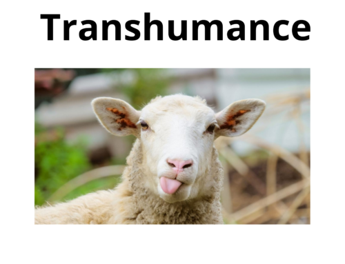 10ème fête de la Transhumance